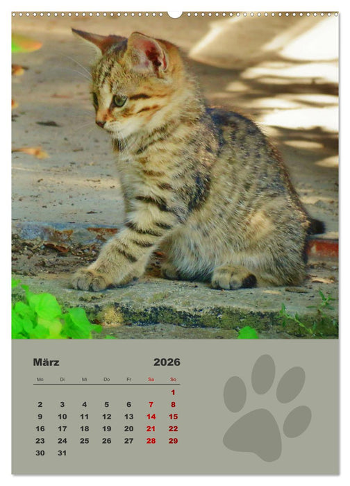 Wilde Tätzchen, kleine wilde Katzen entdecken die Welt (CALVENDO Premium Wandkalender 2026)