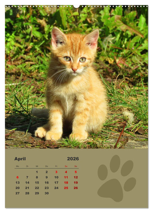 Wilde Tätzchen, kleine wilde Katzen entdecken die Welt (CALVENDO Premium Wandkalender 2026)