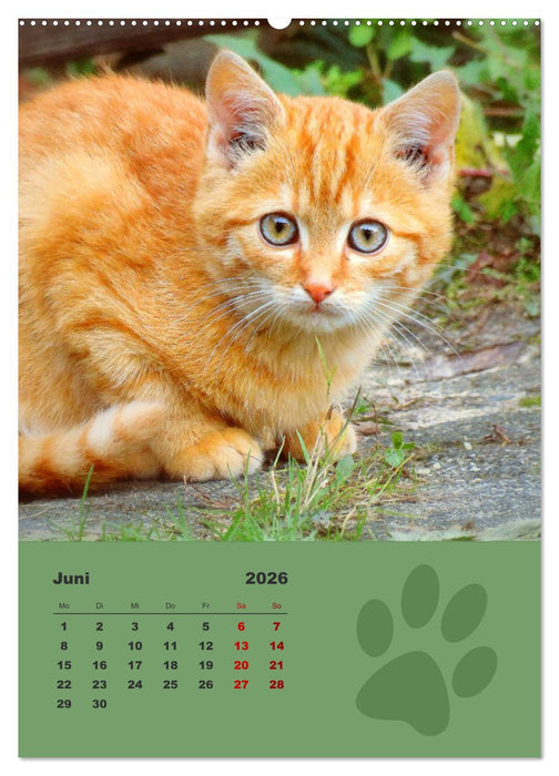 Wilde Tätzchen, kleine wilde Katzen entdecken die Welt (CALVENDO Premium Wandkalender 2026)