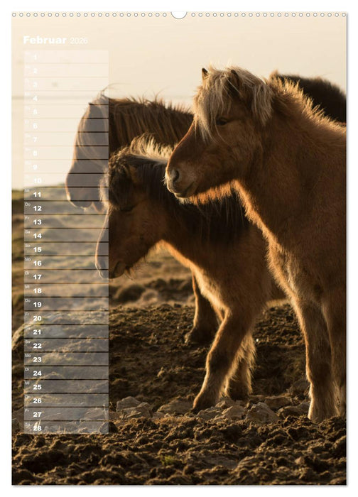 Mein ISLANDPFERDE Planer - Geburtstage, Hof-Feste, Turniere (CALVENDO Premium Wandkalender 2026)