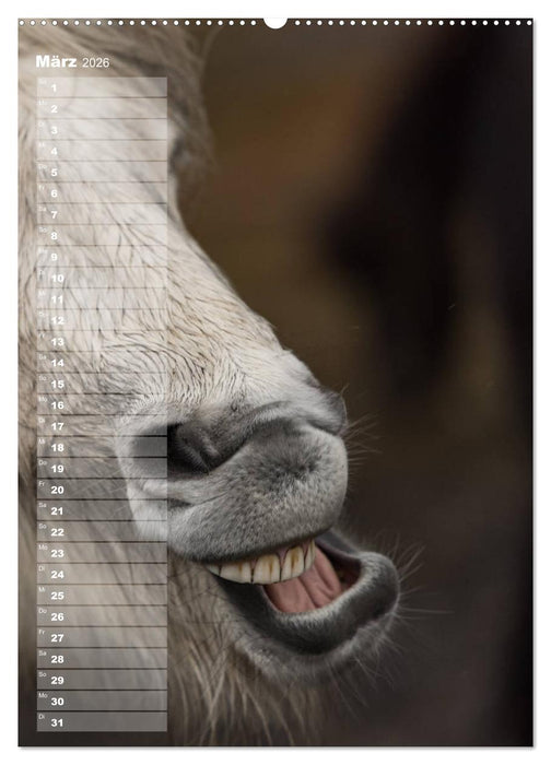 Mein ISLANDPFERDE Planer - Geburtstage, Hof-Feste, Turniere (CALVENDO Premium Wandkalender 2026)