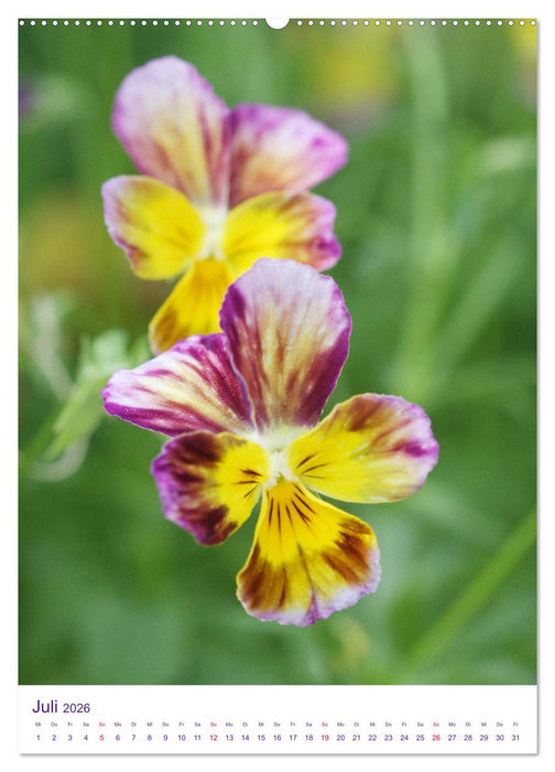 Veilchengewächse Stiefmütterchen und Hornveilchen (CALVENDO Premium Wandkalender 2026)