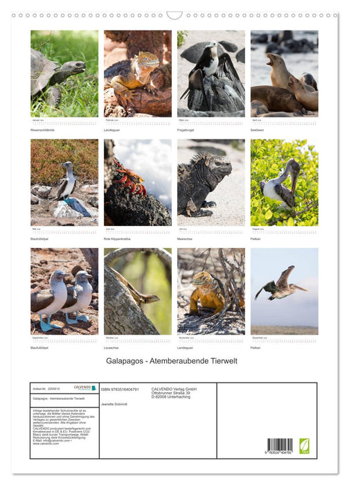 Galapagos - Atemberaubende Tierwelt (CALVENDO Wandkalender 2026)
