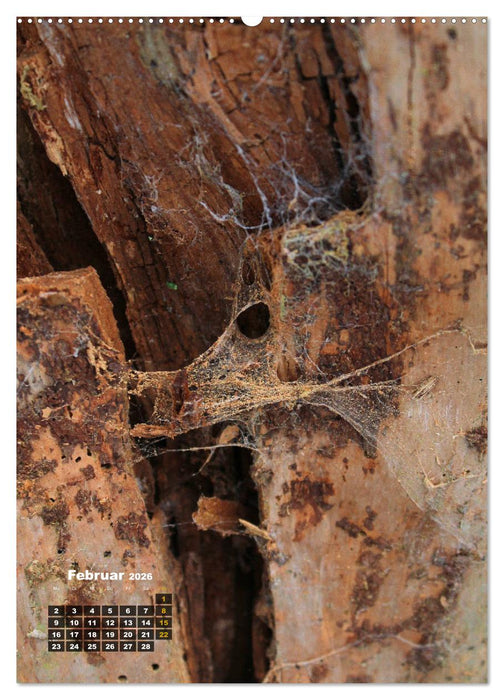 Zauberbäume (CALVENDO Wandkalender 2026)