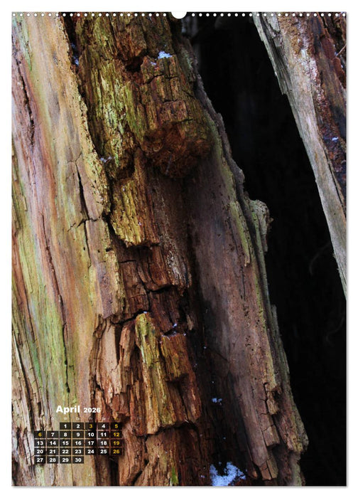 Zauberbäume (CALVENDO Wandkalender 2026)