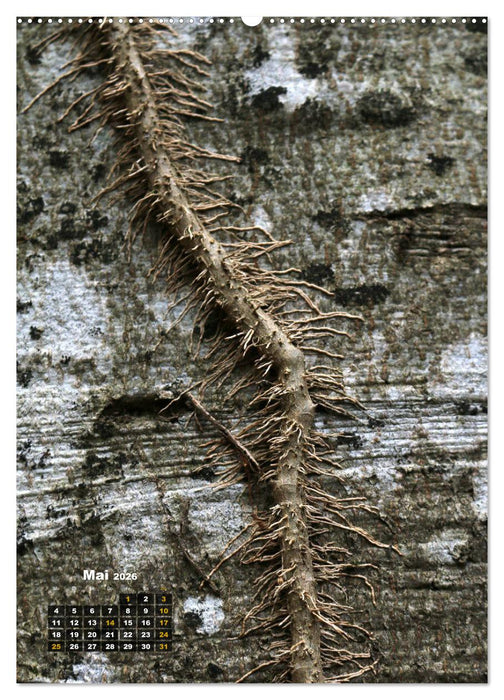 Zauberbäume (CALVENDO Wandkalender 2026)