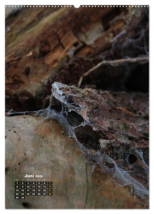 Zauberbäume (CALVENDO Wandkalender 2026)