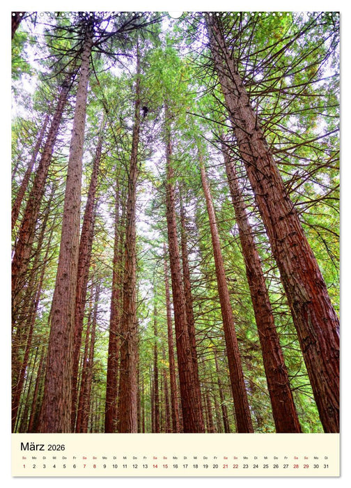 Redwoods - Faszination Mammutbäume (CALVENDO Wandkalender 2026)