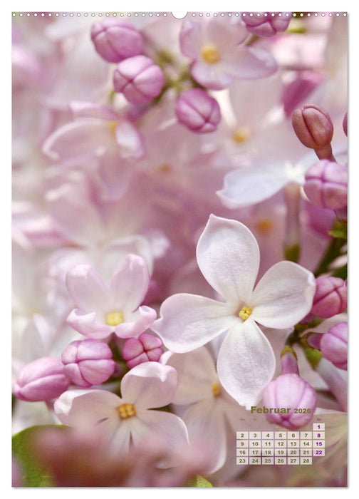 Fliederblüte (CALVENDO Premium Wandkalender 2026)