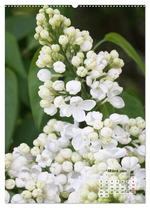 Fliederblüte (CALVENDO Premium Wandkalender 2026)