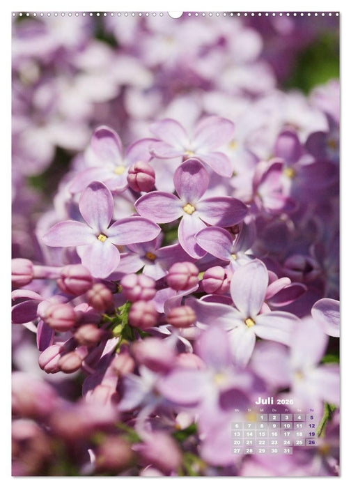 Fliederblüte (CALVENDO Premium Wandkalender 2026)