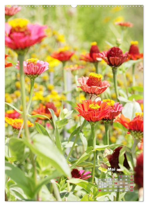Zinnien im Garten (CALVENDO Premium Wandkalender 2026)