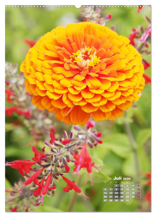Zinnien im Garten (CALVENDO Premium Wandkalender 2026)