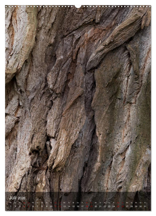 BÄUME DER ERDE - DIE FANTASTISCHE WELT DER RINDE (CALVENDO Premium Wandkalender 2026)