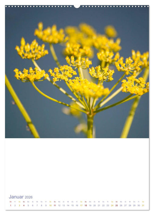 Schöne Wegwarten. Heimische Heilpflanzen am Wegesrand (CALVENDO Wandkalender 2026)
