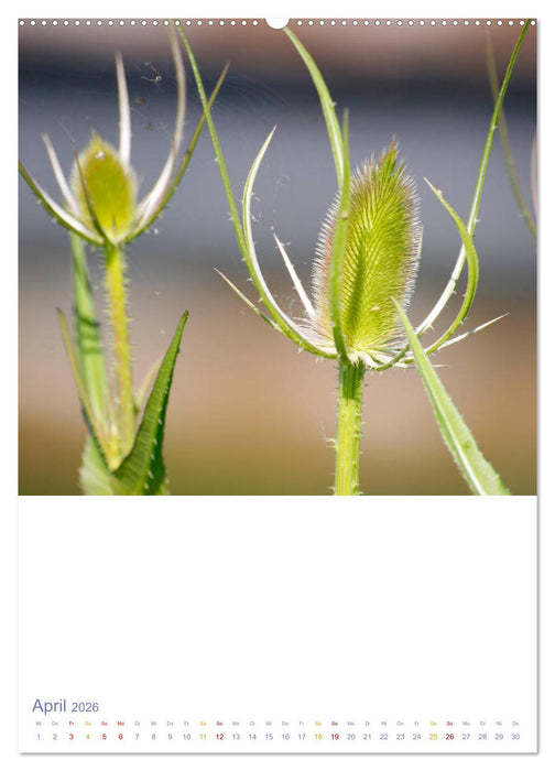 Schöne Wegwarten. Heimische Heilpflanzen am Wegesrand (CALVENDO Wandkalender 2026)
