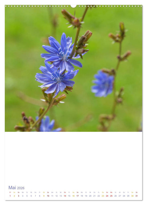 Schöne Wegwarten. Heimische Heilpflanzen am Wegesrand (CALVENDO Wandkalender 2026)