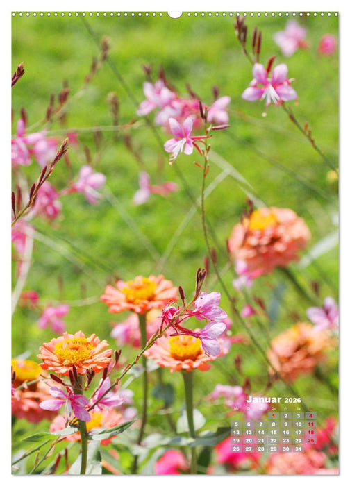 Zinnien im Garten (CALVENDO Wandkalender 2026)