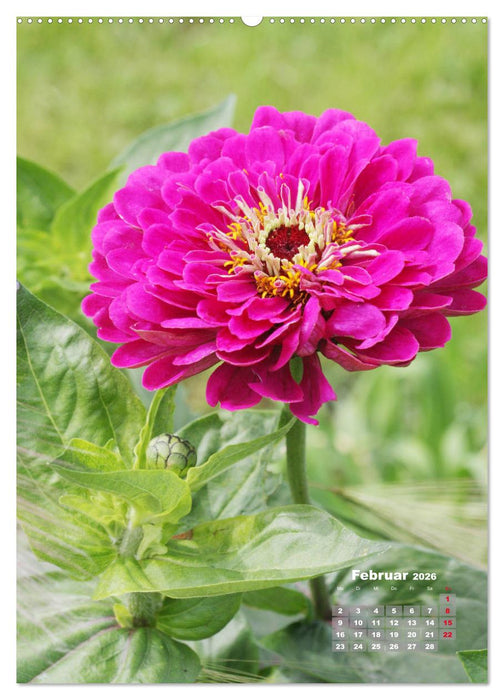 Zinnien im Garten (CALVENDO Wandkalender 2026)