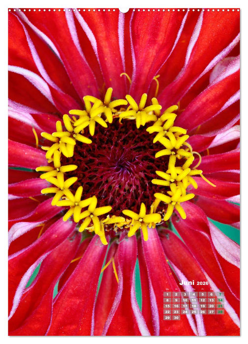 Zinnien im Garten (CALVENDO Wandkalender 2026)