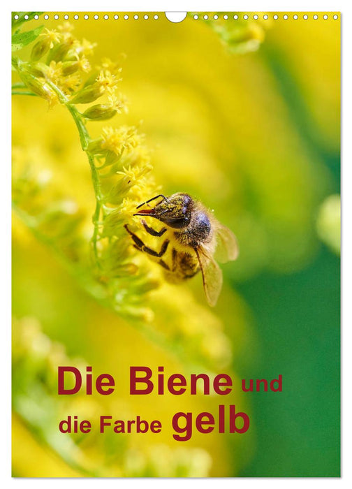 Die Biene und die Farbe gelb (CALVENDO Wandkalender 2026)