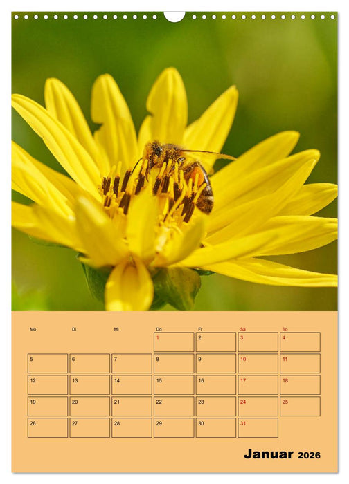 Die Biene und die Farbe gelb (CALVENDO Wandkalender 2026)