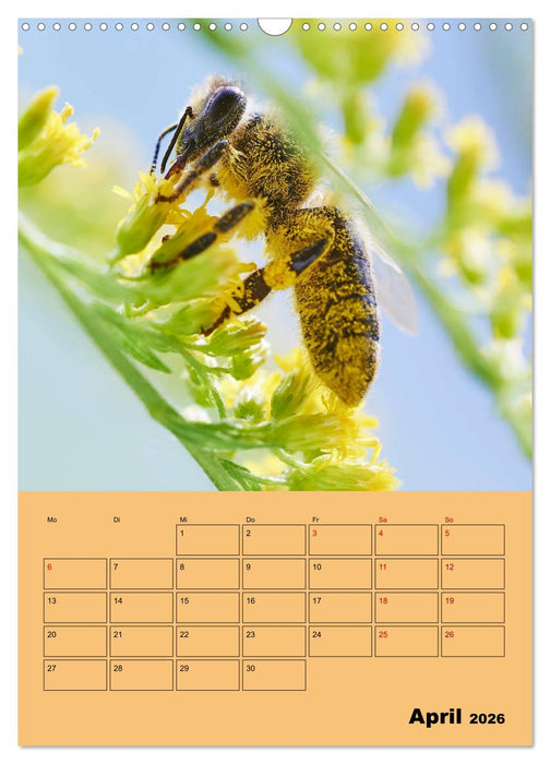 Die Biene und die Farbe gelb (CALVENDO Wandkalender 2026)