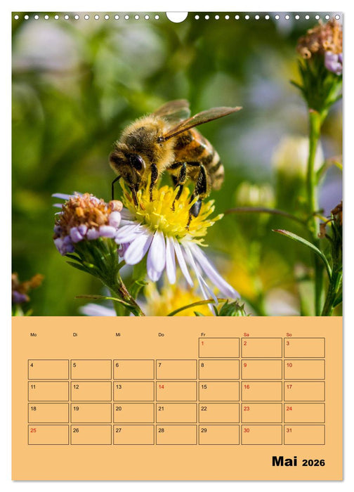 Die Biene und die Farbe gelb (CALVENDO Wandkalender 2026)