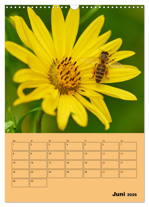 Die Biene und die Farbe gelb (CALVENDO Wandkalender 2026)