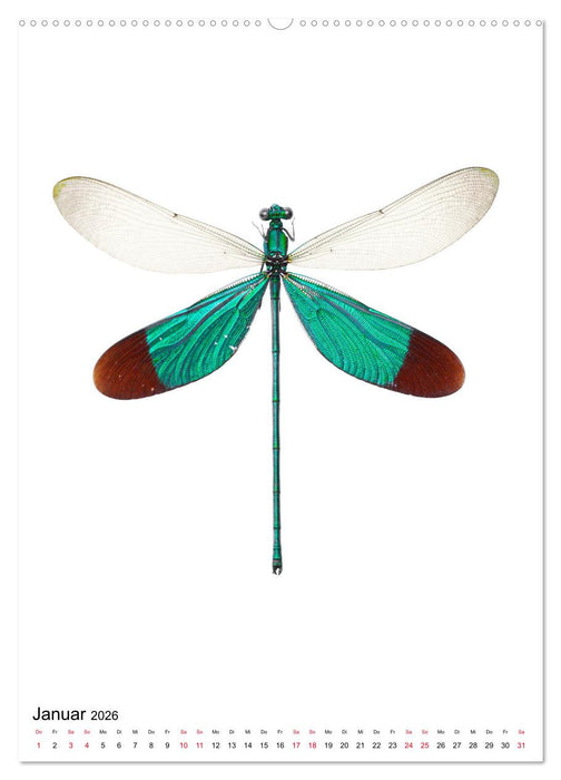 Die schönsten Insekten (CALVENDO Wandkalender 2026)