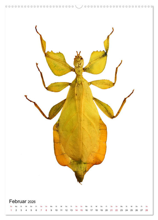 Die schönsten Insekten (CALVENDO Wandkalender 2026)