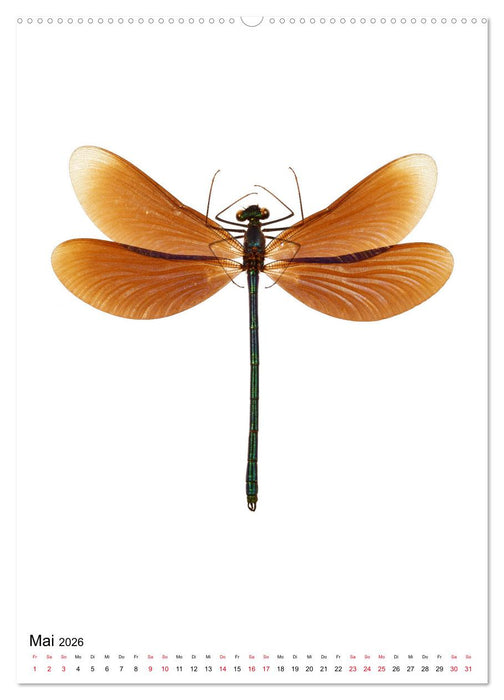 Die schönsten Insekten (CALVENDO Wandkalender 2026)