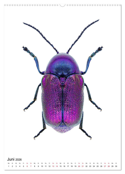 Die schönsten Insekten (CALVENDO Wandkalender 2026)