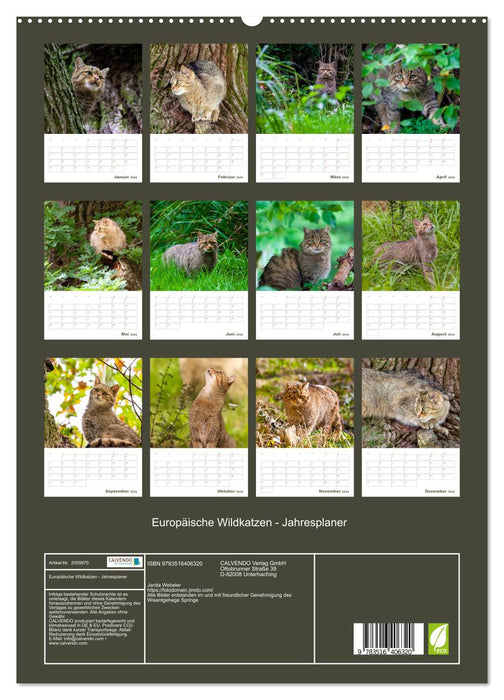 Europäische Wildkatzen - Jahresplaner (CALVENDO Premium Wandkalender 2026)
