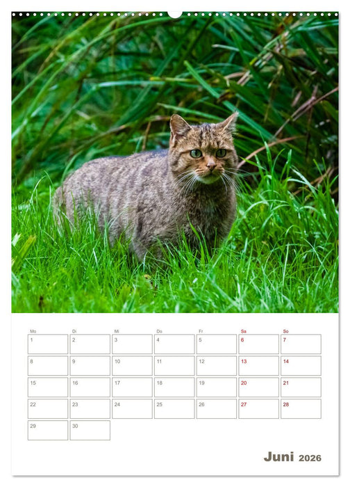 Europäische Wildkatzen - Jahresplaner (CALVENDO Premium Wandkalender 2026)