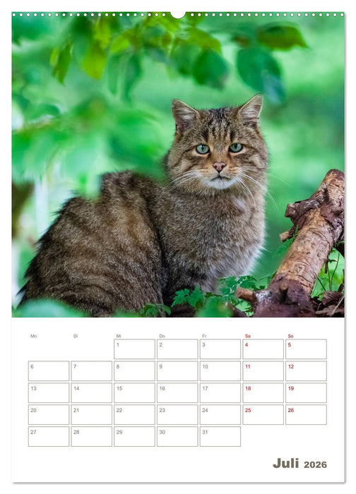 Europäische Wildkatzen - Jahresplaner (CALVENDO Premium Wandkalender 2026)