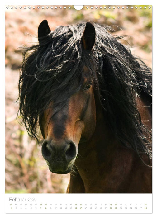Schwarzwälder Kaltblut Pferde im Portrait (CALVENDO Wandkalender 2026)