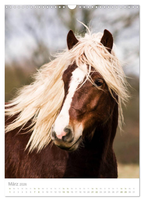 Schwarzwälder Kaltblut Pferde im Portrait (CALVENDO Wandkalender 2026)