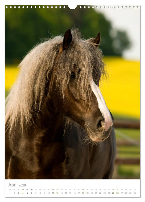 Schwarzwälder Kaltblut Pferde im Portrait (CALVENDO Wandkalender 2026)
