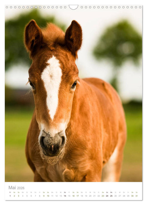 Schwarzwälder Kaltblut Pferde im Portrait (CALVENDO Wandkalender 2026)