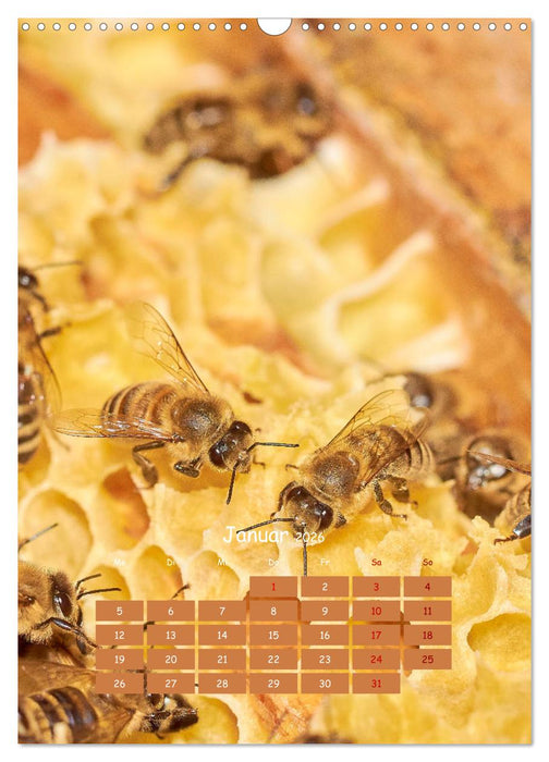 Geschäftig wie im Bienenstock (CALVENDO Wandkalender 2026)