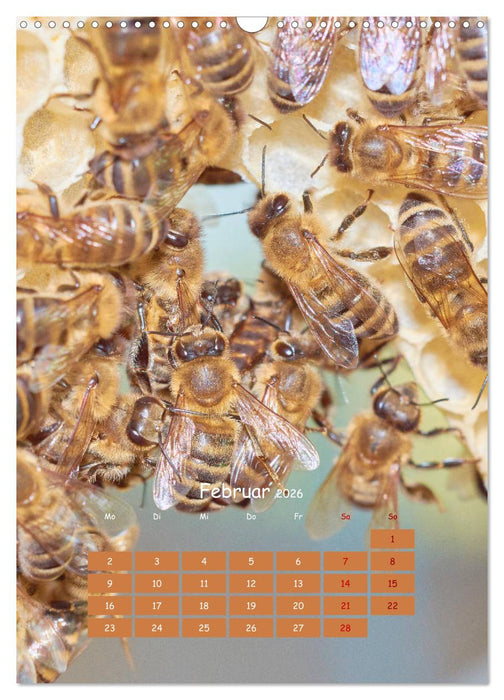 Geschäftig wie im Bienenstock (CALVENDO Wandkalender 2026)
