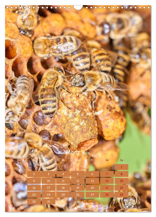Geschäftig wie im Bienenstock (CALVENDO Wandkalender 2026)