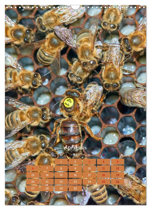 Geschäftig wie im Bienenstock (CALVENDO Wandkalender 2026)