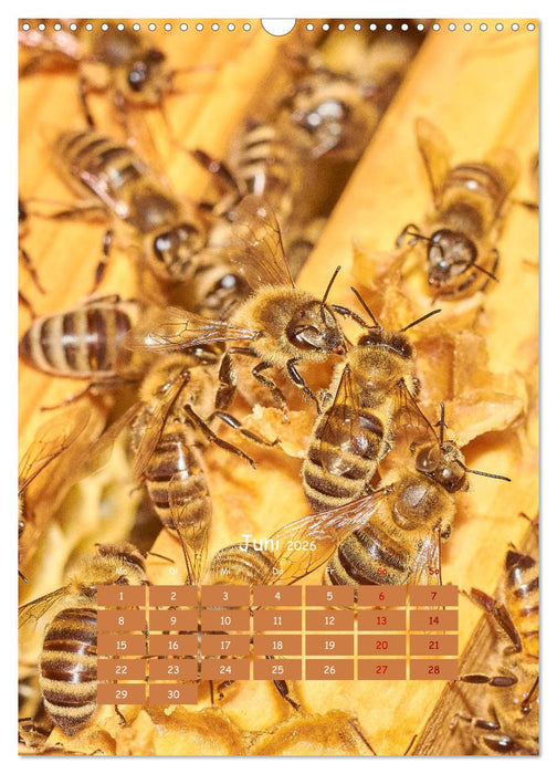 Geschäftig wie im Bienenstock (CALVENDO Wandkalender 2026)