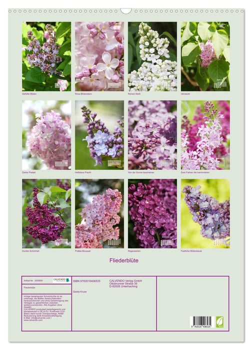 Fliederblüte (CALVENDO Wandkalender 2026)