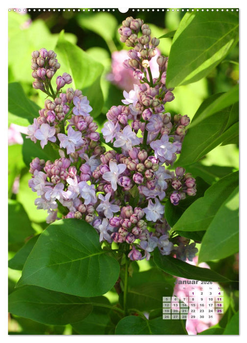 Fliederblüte (CALVENDO Wandkalender 2026)