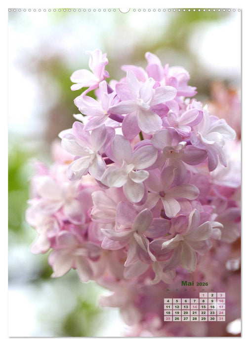Fliederblüte (CALVENDO Wandkalender 2026)