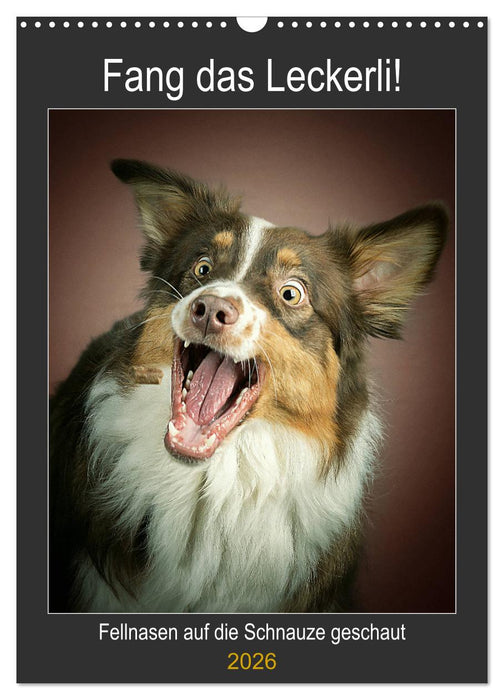 Fang das Leckerli (CALVENDO Wandkalender 2026)