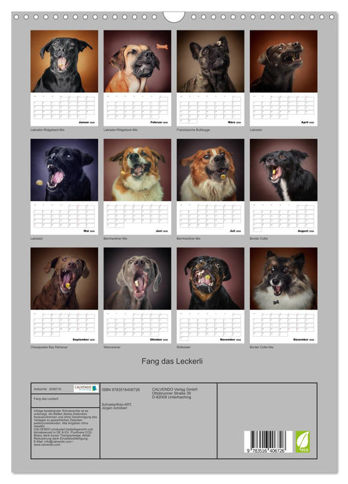 Fang das Leckerli (CALVENDO Wandkalender 2026)